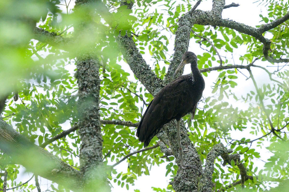 Limpkin - ML519907041