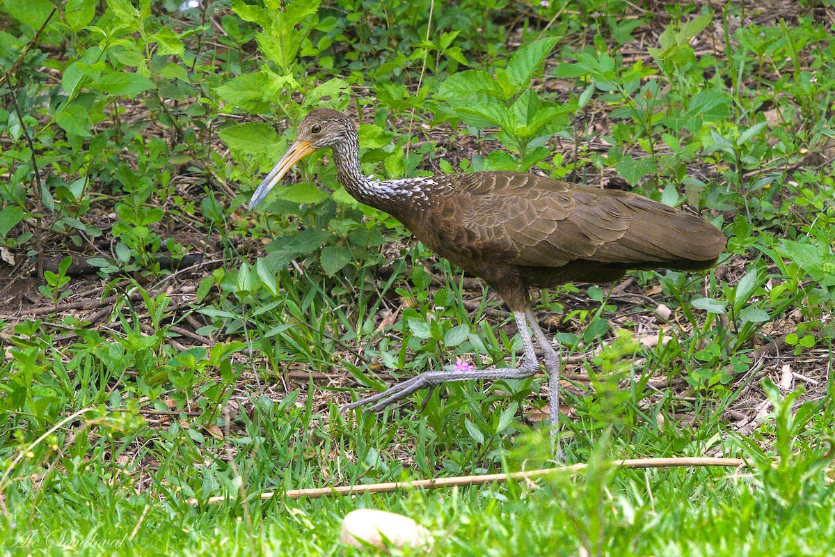 Limpkin - ML519907201