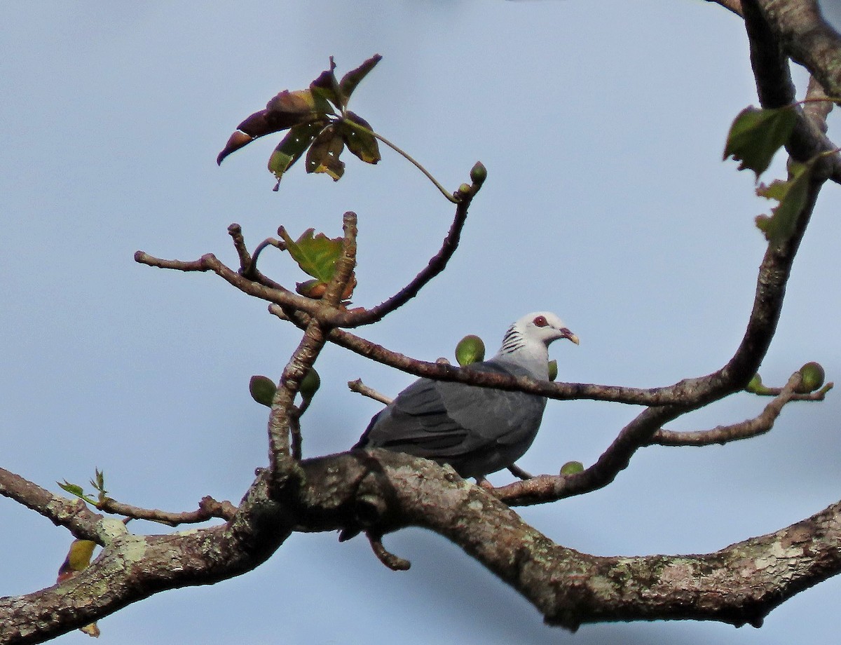 Andaman Wood-Pigeon - ML519907251