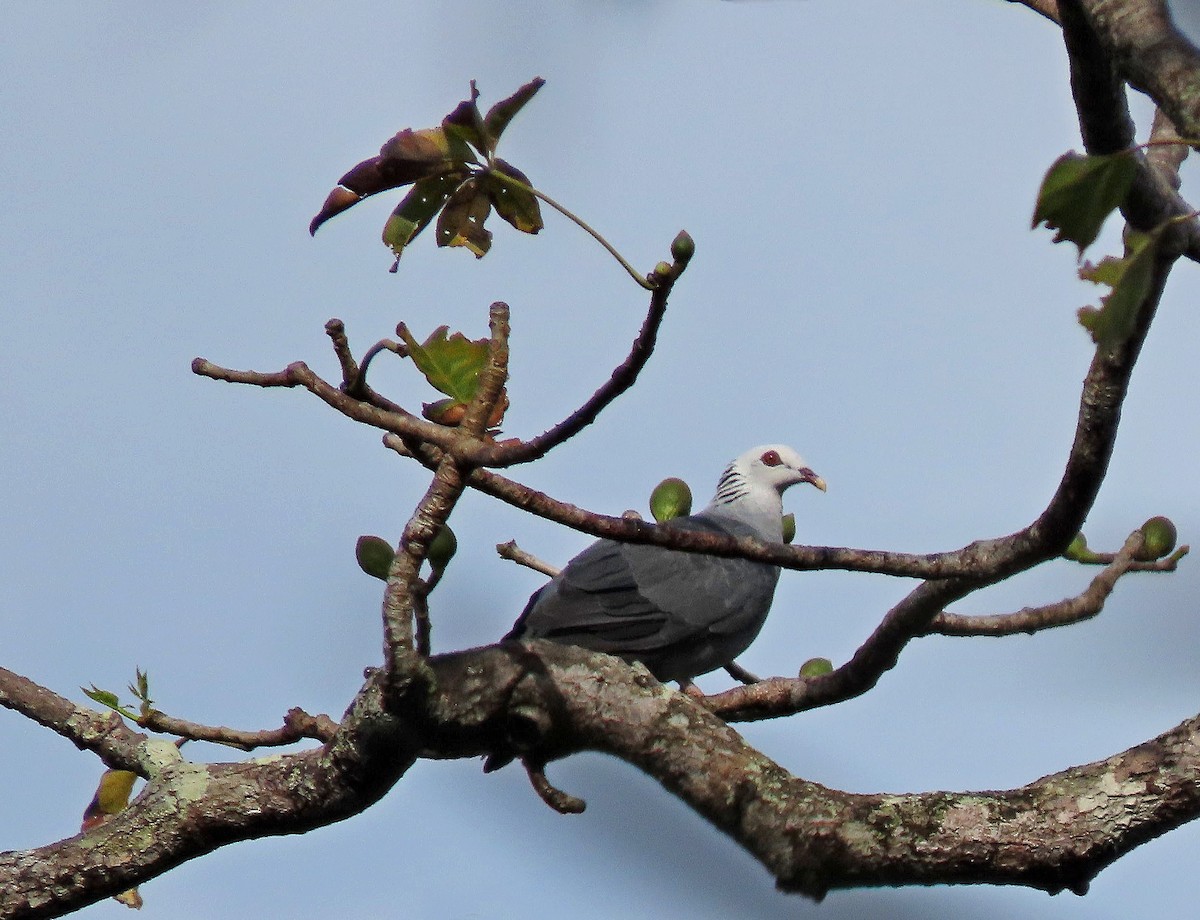 Andaman Güvercini - ML519907251