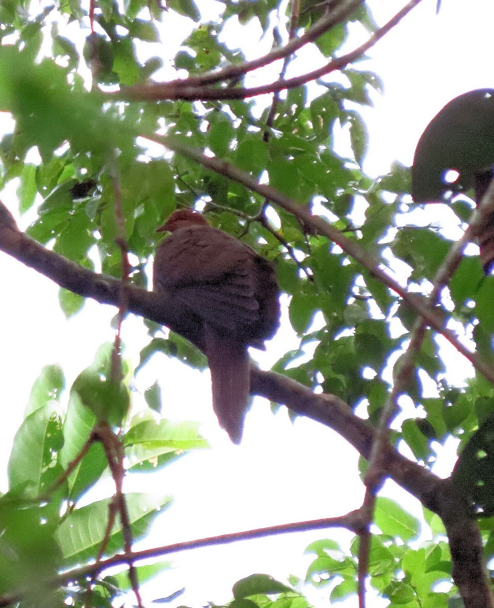 Andaman Cuckoo-Dove - ML519907281