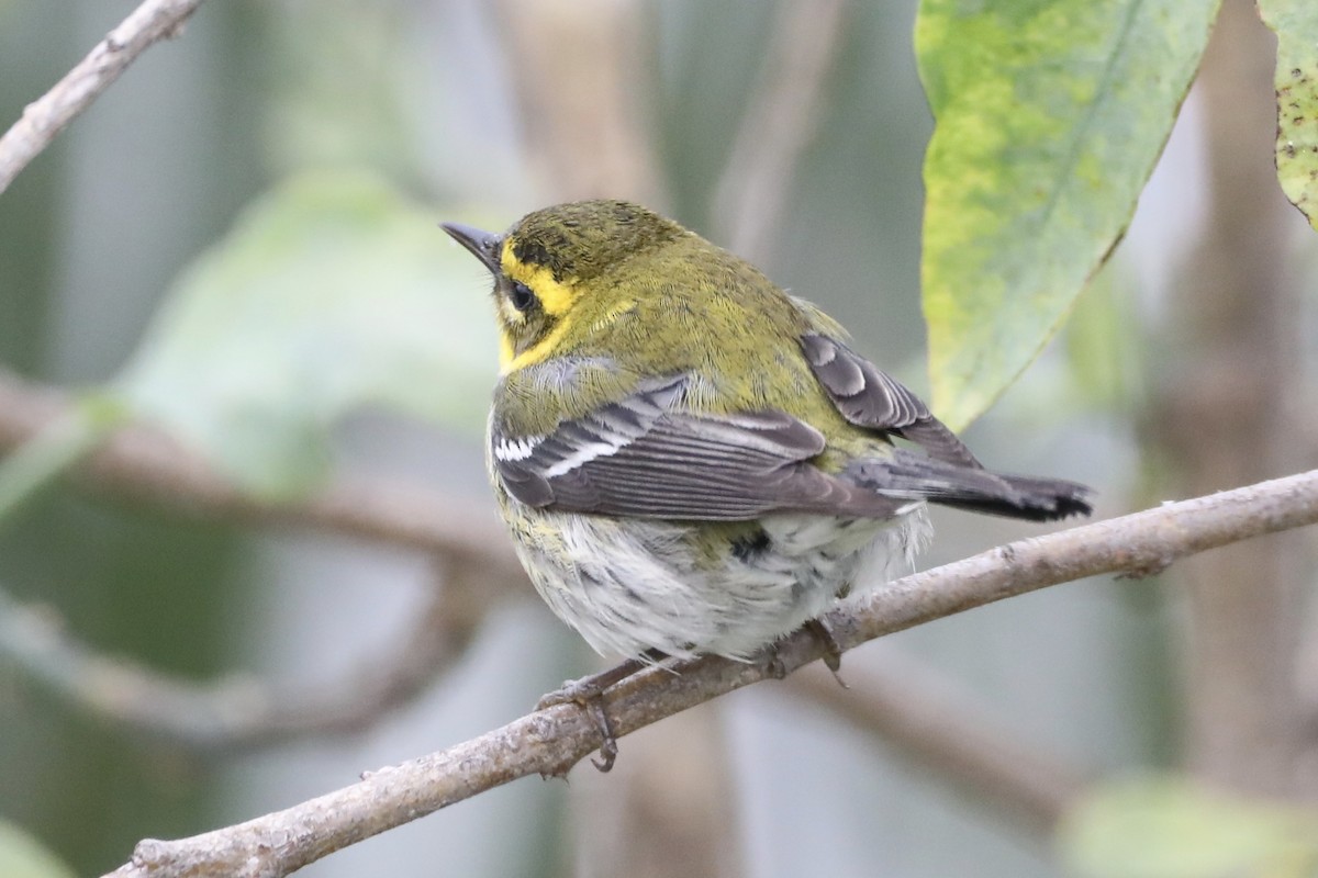 Townsend's Warbler - ML519907751