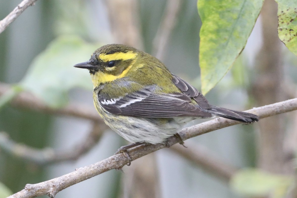 Townsend's Warbler - ML519907761