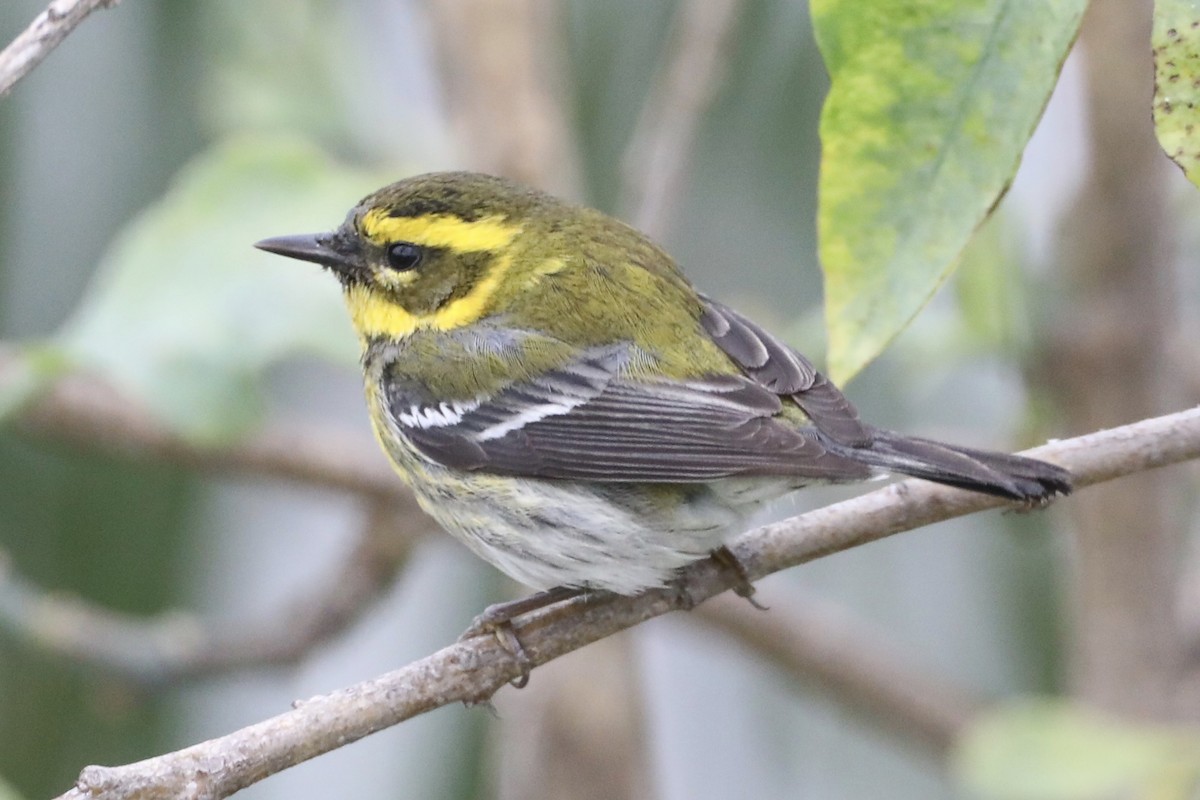 Townsend's Warbler - ML519907771
