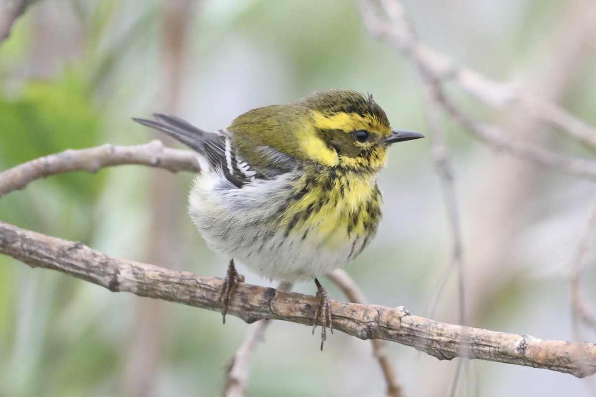 Townsend's Warbler - ML519907781