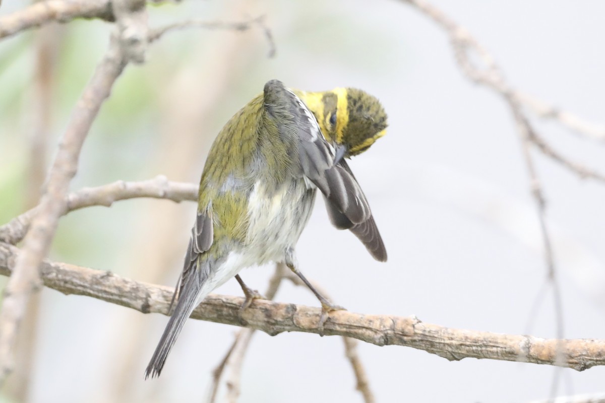 Townsend's Warbler - ML519907791