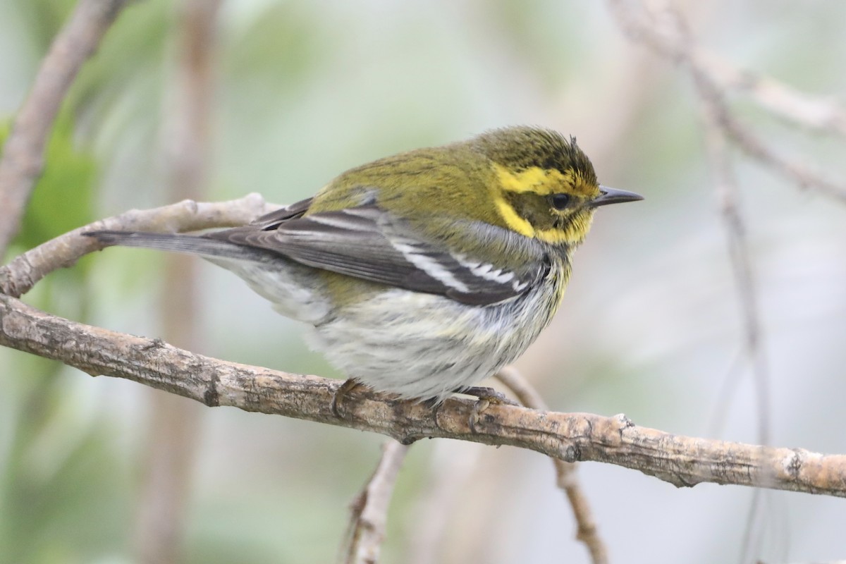 Townsend's Warbler - ML519907801