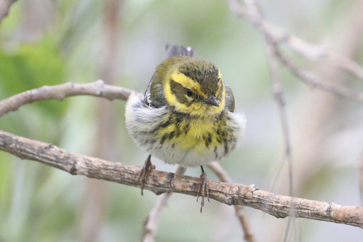 Townsend's Warbler - ML519907811