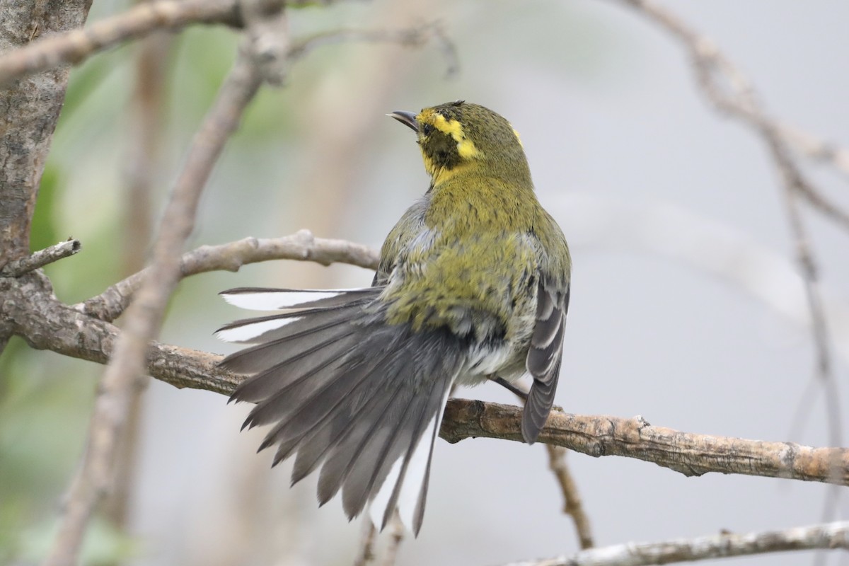 Townsend's Warbler - ML519907821