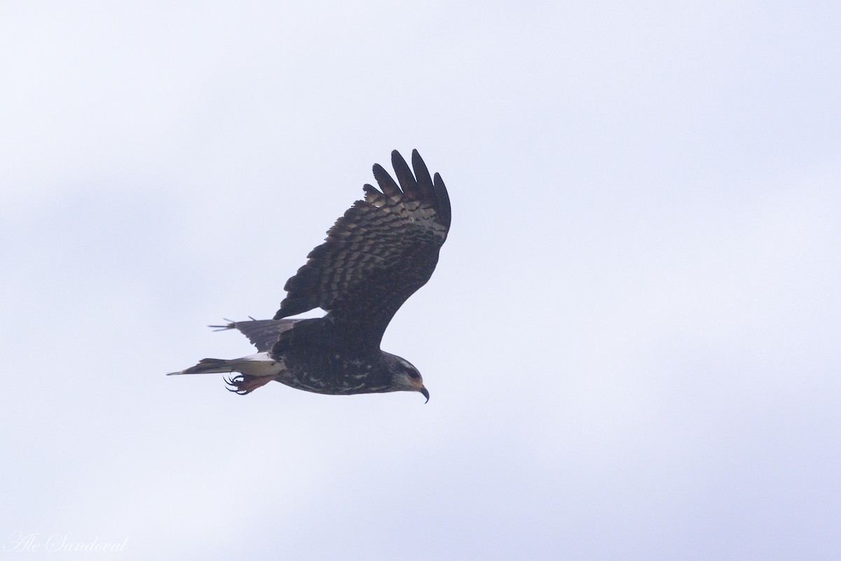 Snail Kite - ML519909291