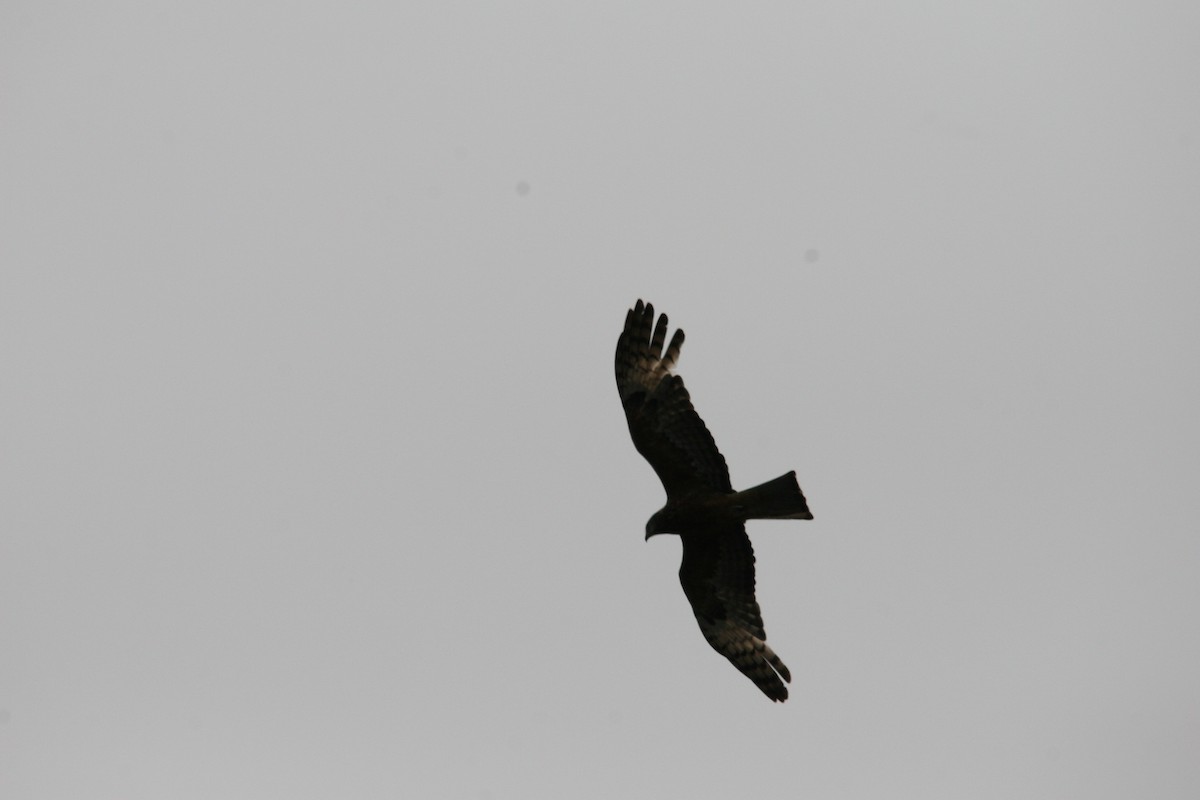 Square-tailed Kite - ML519909981