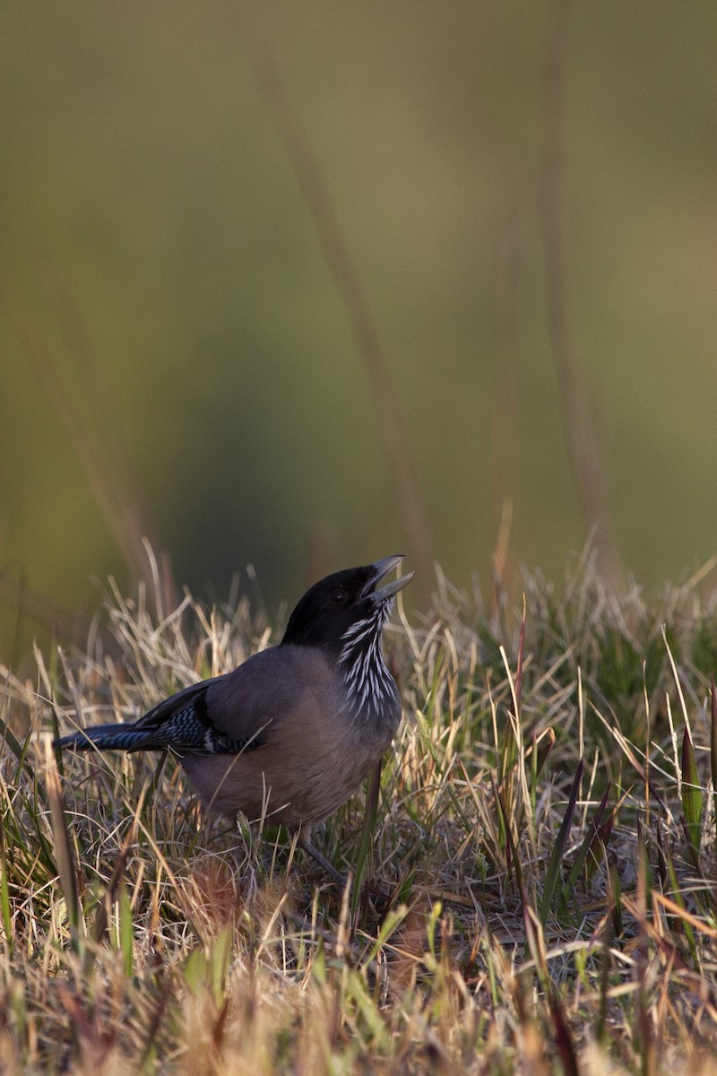 Black-headed Jay - ML519910431