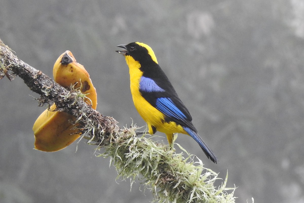 Blue-winged Mountain Tanager - ML519910481