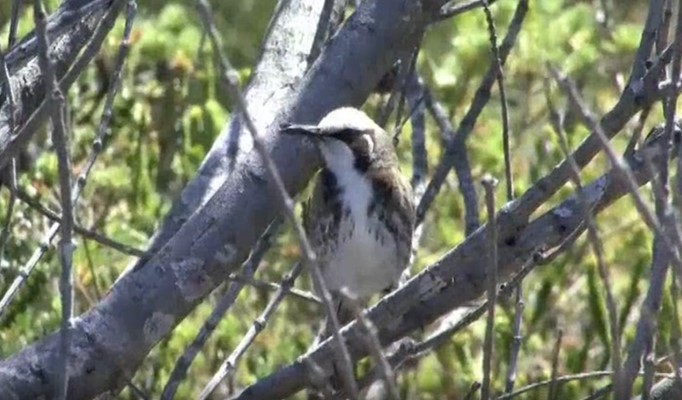 Tawny-crowned Honeyeater - Josep del Hoyo