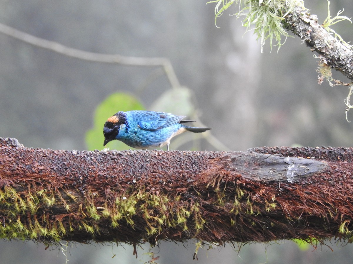 Golden-naped Tanager - ML519911281