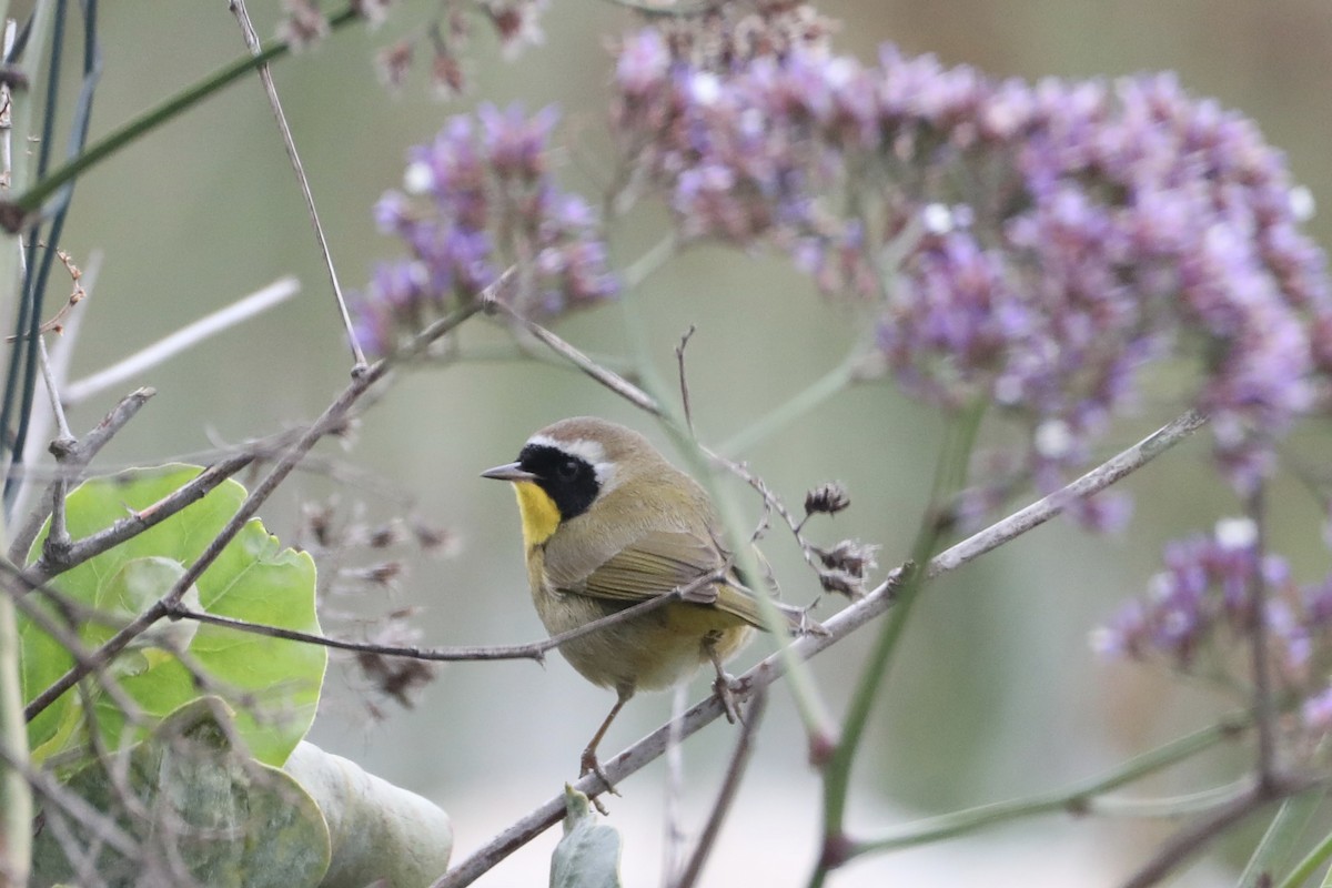 Common Yellowthroat - ML519911461