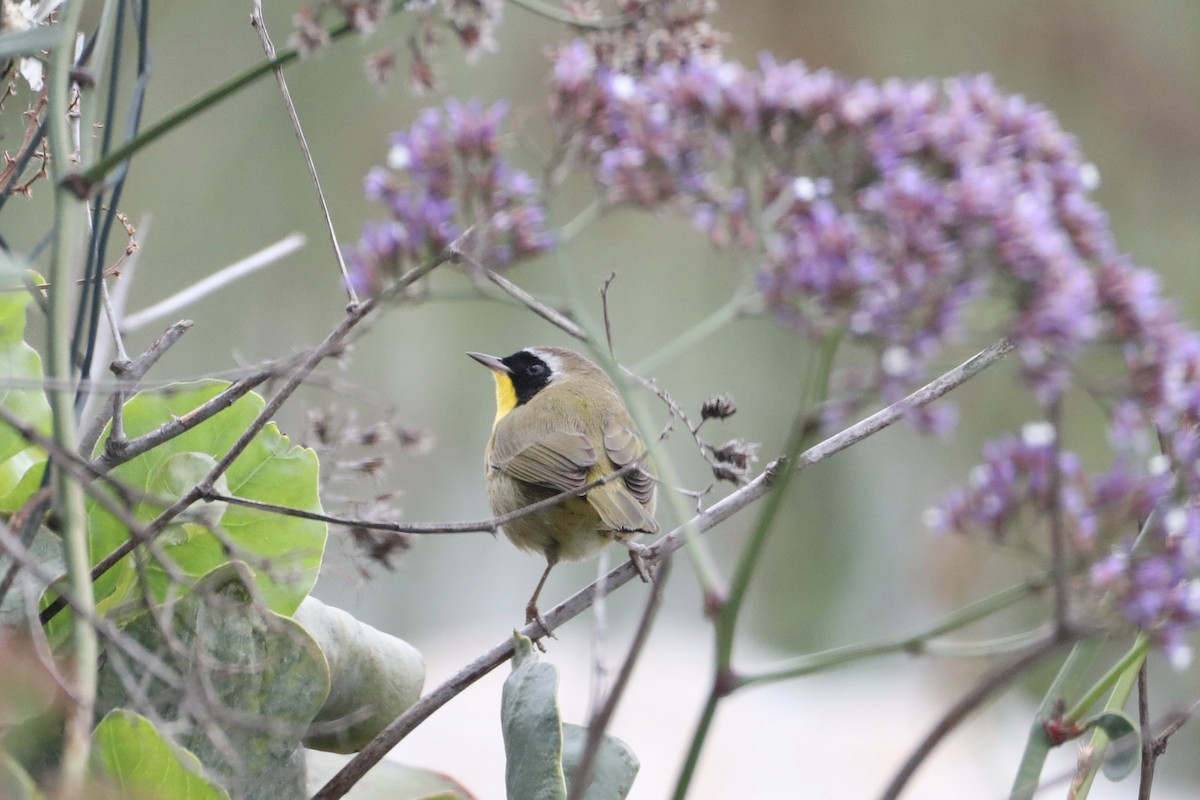 Common Yellowthroat - ML519911481