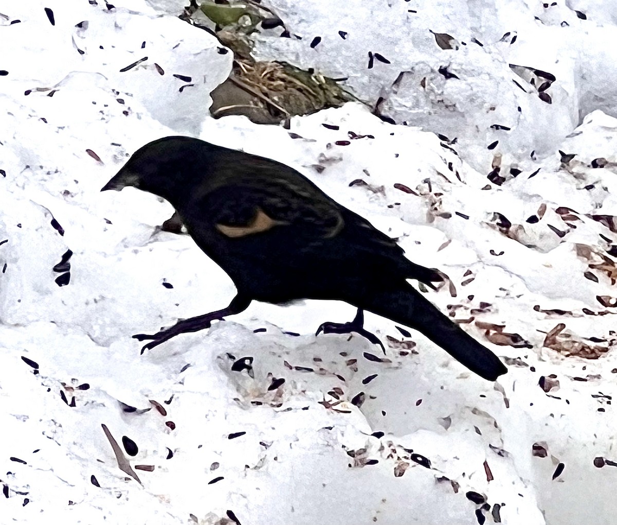 Red-winged Blackbird - ML519912731