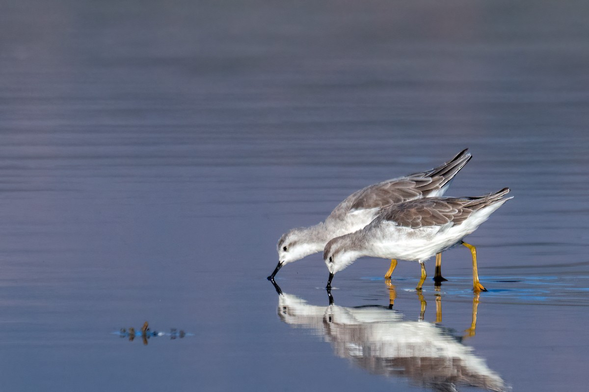 Wilson's Phalarope - ML519912971