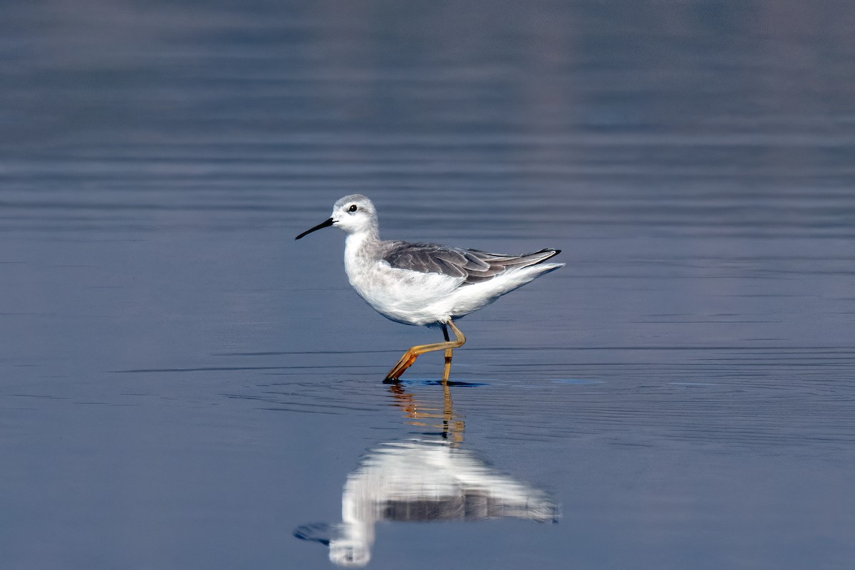 Wilson's Phalarope - ML519912981