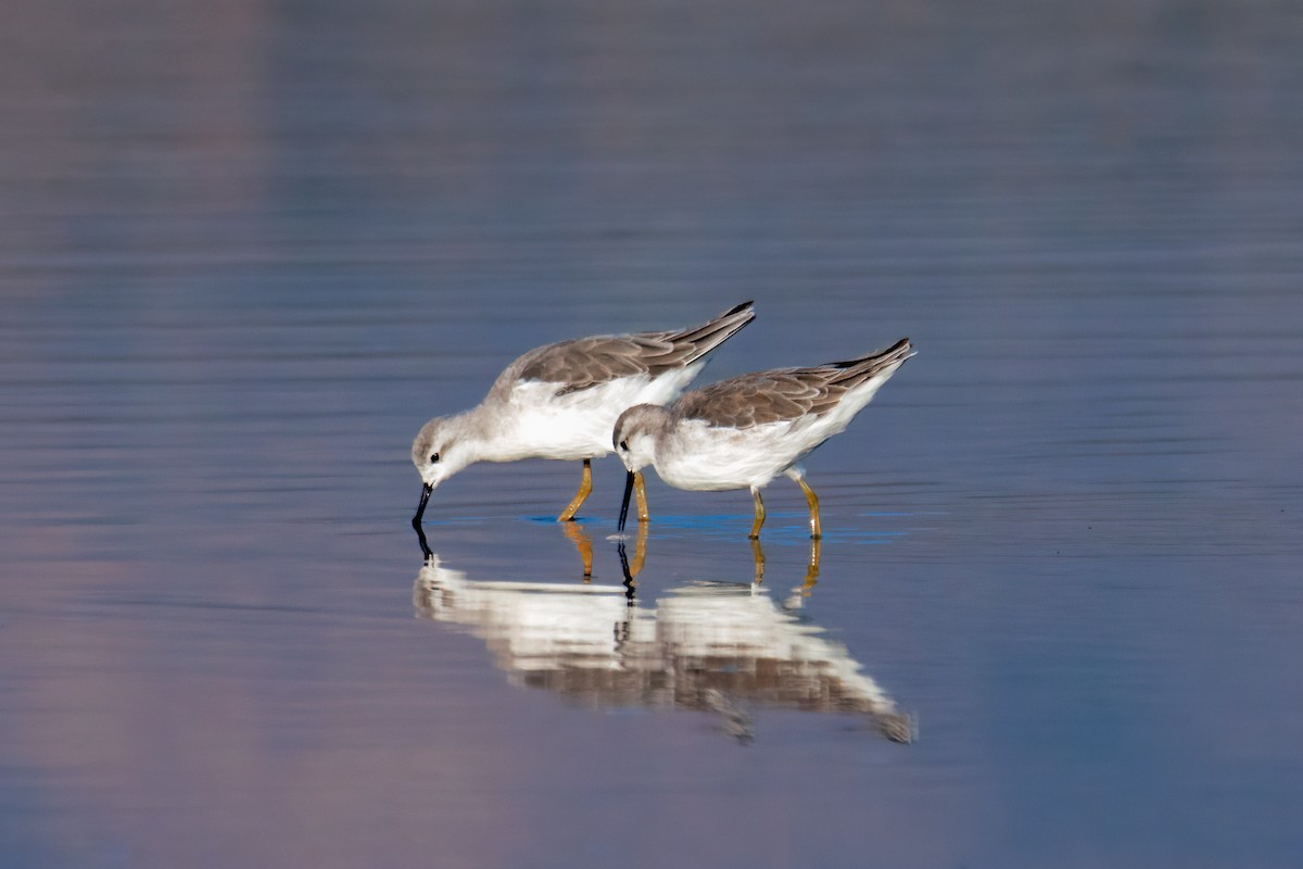 Wilson's Phalarope - ML519912991