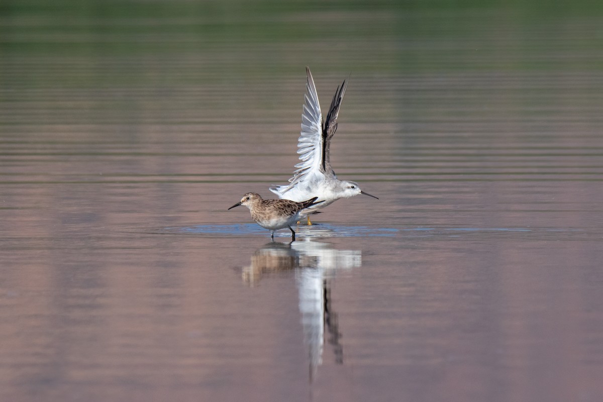 Wilson's Phalarope - ML519913021