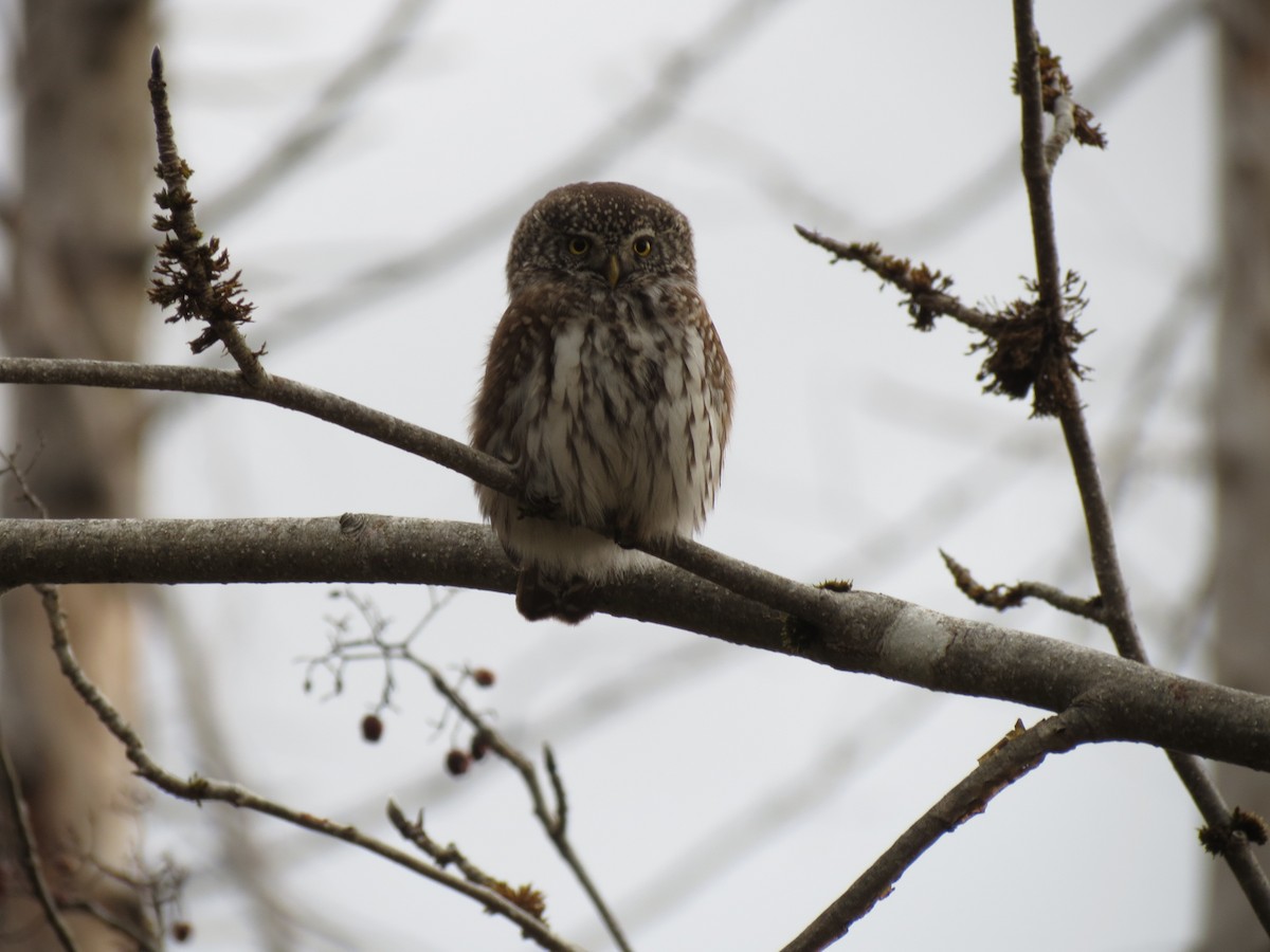 Eurasian Pygmy-Owl - ML519913401