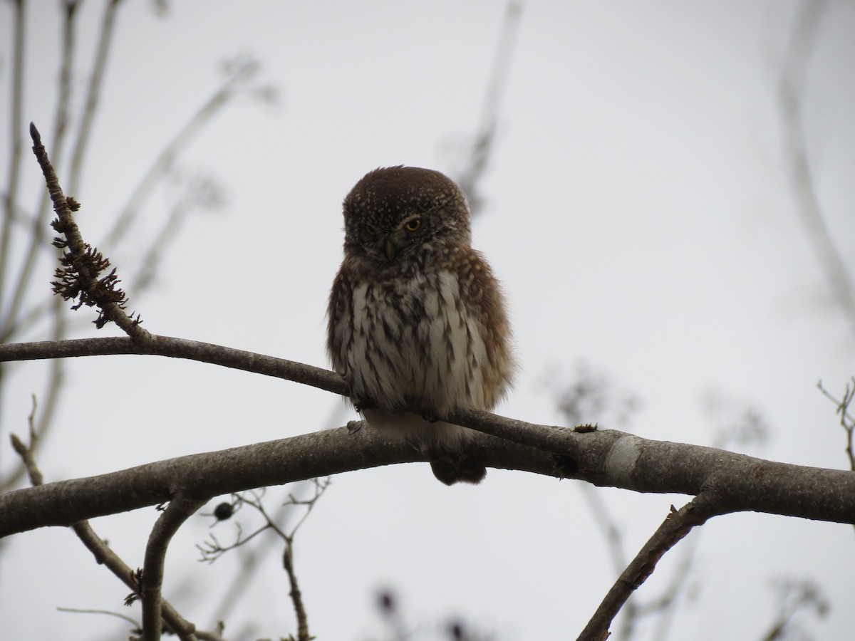 Eurasian Pygmy-Owl - ML519913411