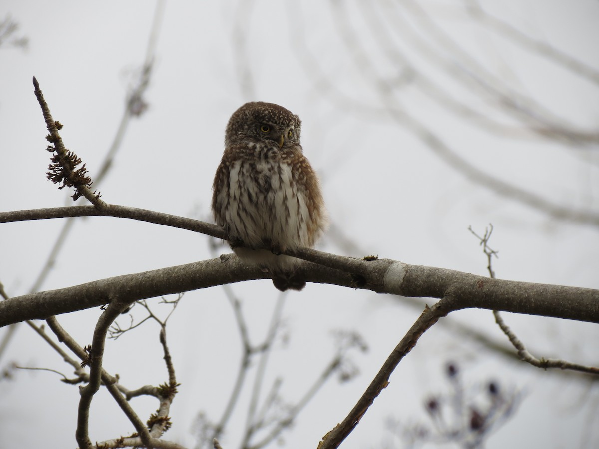 Eurasian Pygmy-Owl - ML519913421
