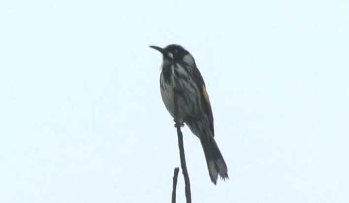 New Holland Honeyeater - ML519913591