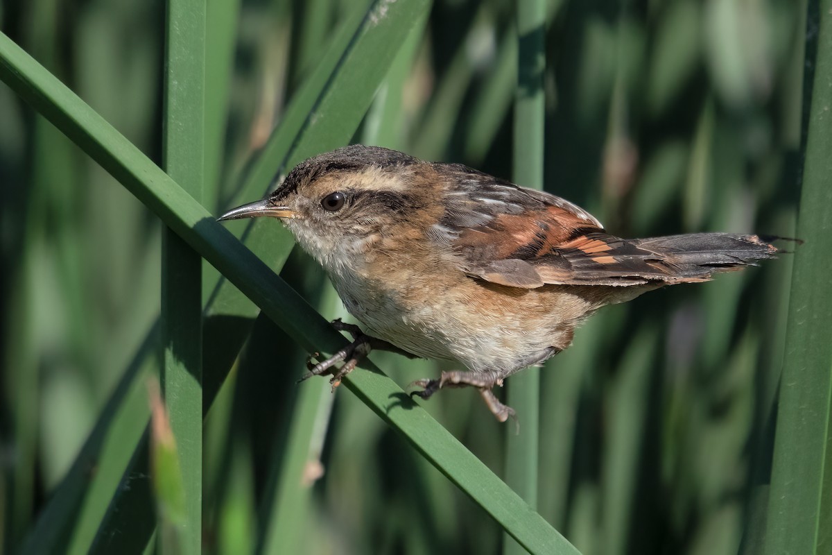 Wren-like Rushbird - ML519913611