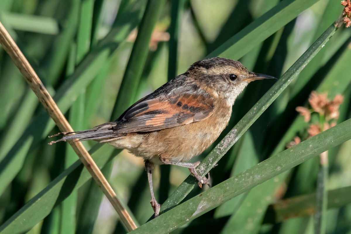 Wren-like Rushbird - ML519913631