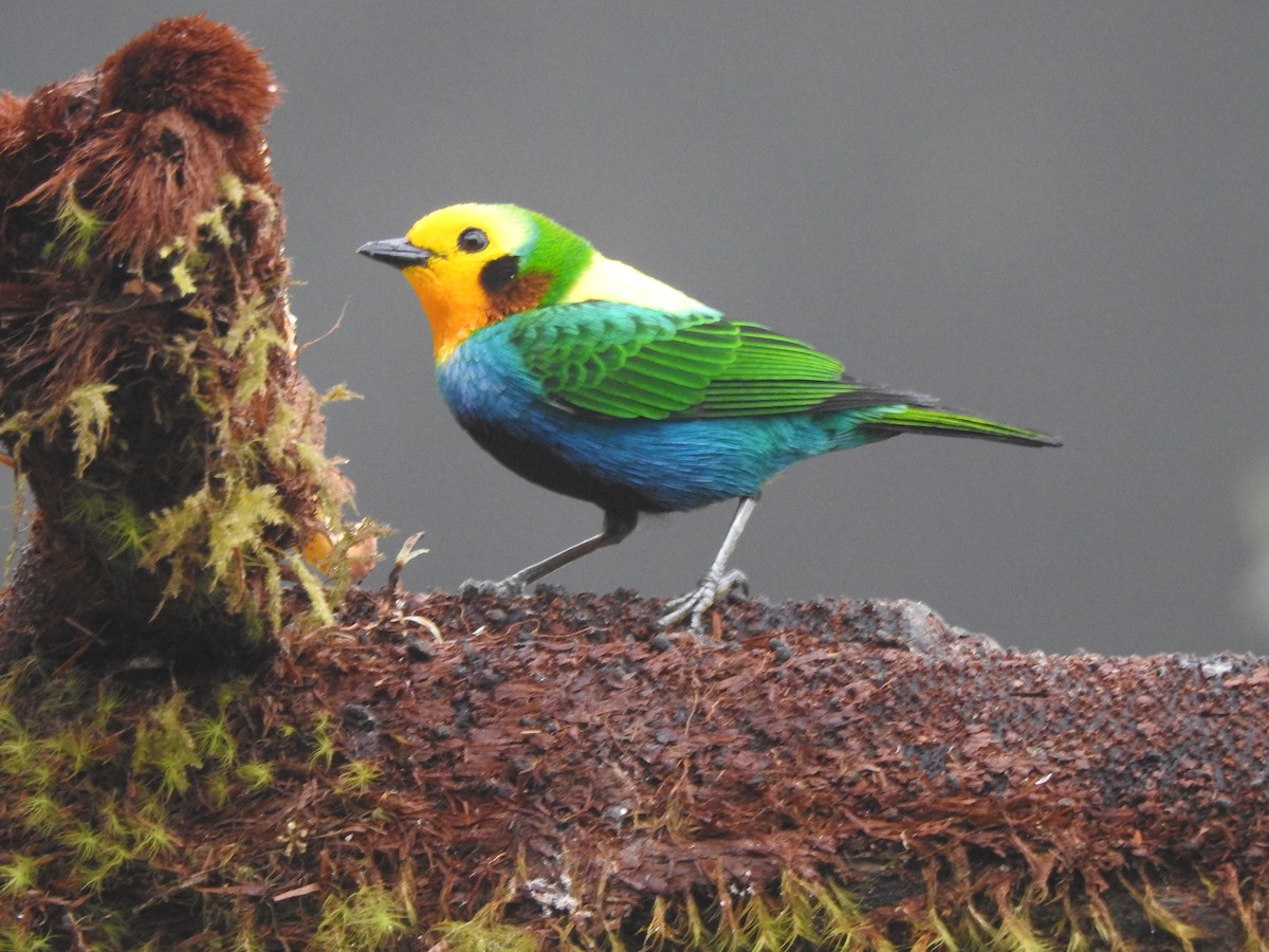 Multicolored Tanager - ML519913911