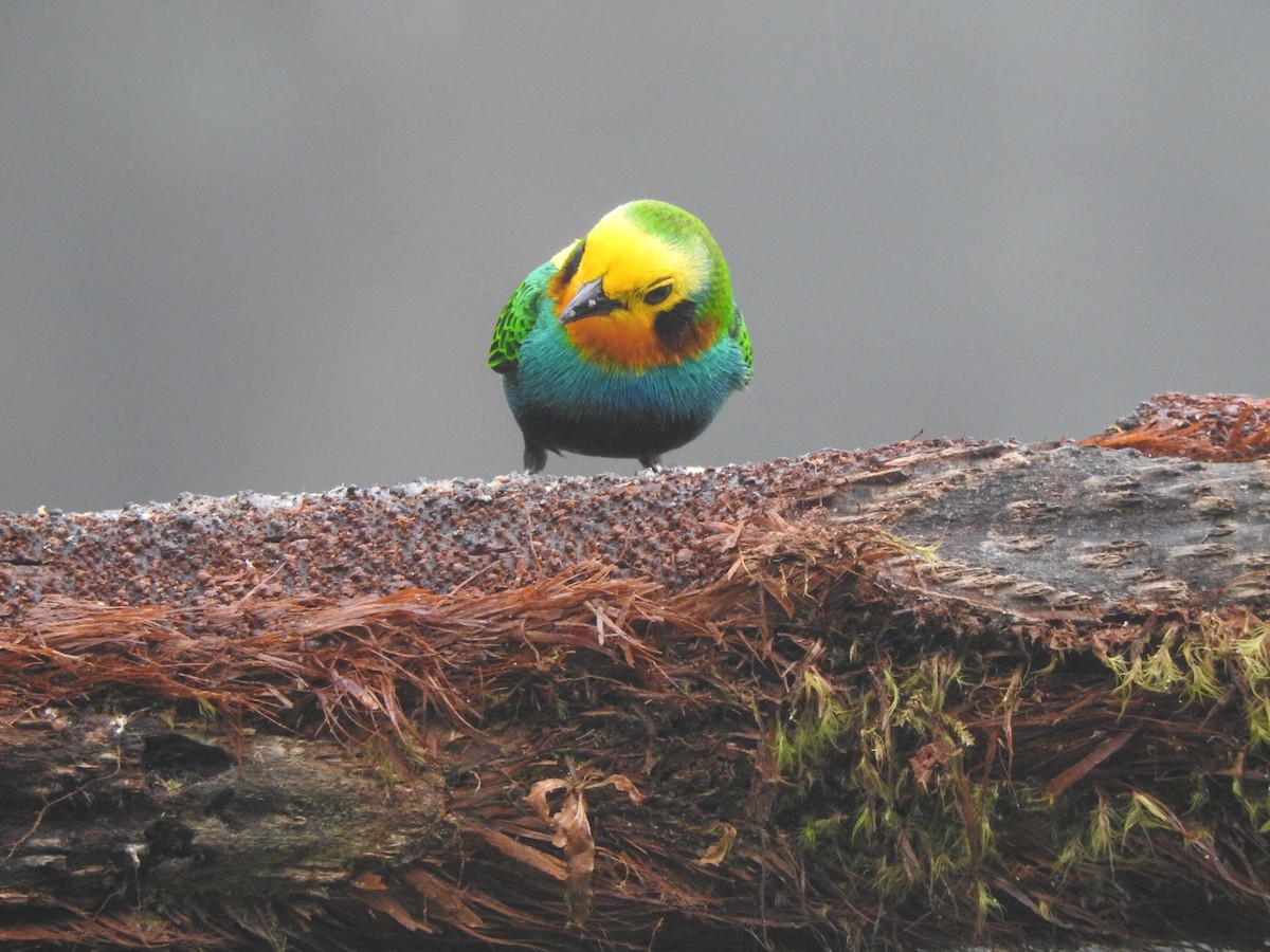 Multicolored Tanager - ML519913921