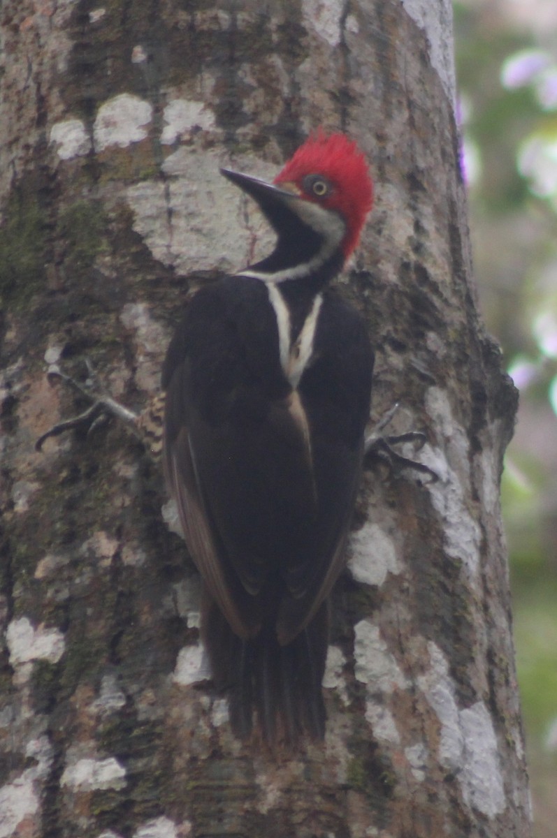 Guayaquil Woodpecker - David Weaver