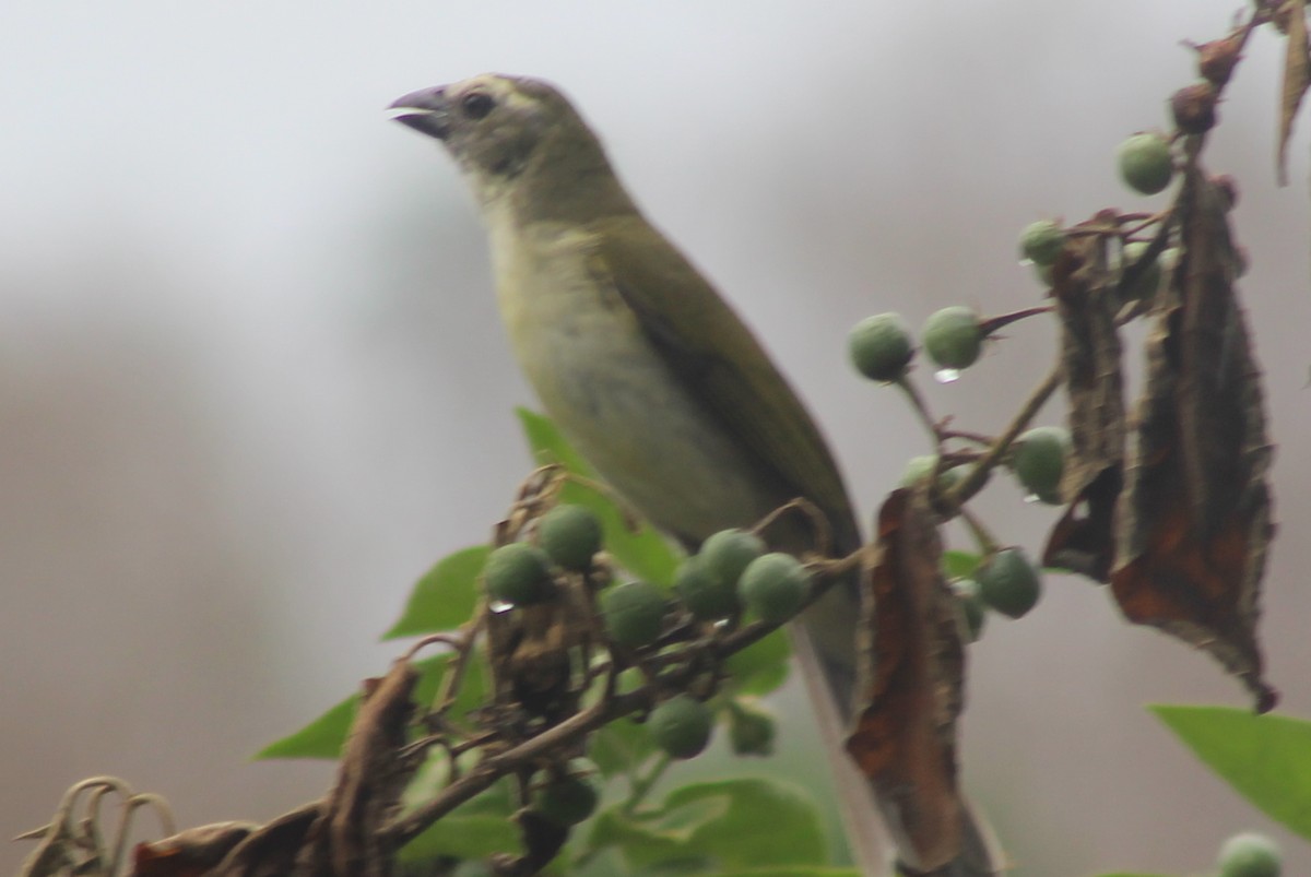 Streaked Saltator - David Weaver