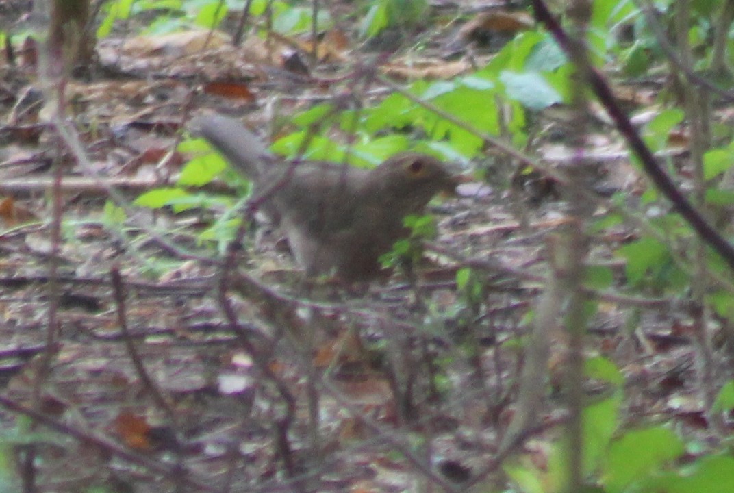 Ecuadorian Thrush - ML519914531