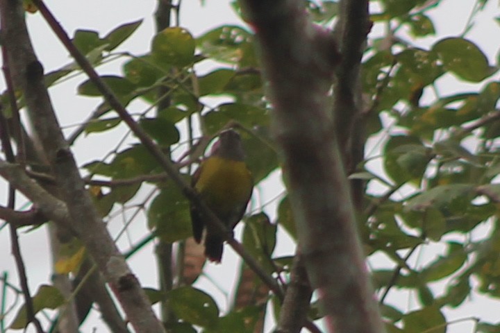 Bananaquit - ML519914691