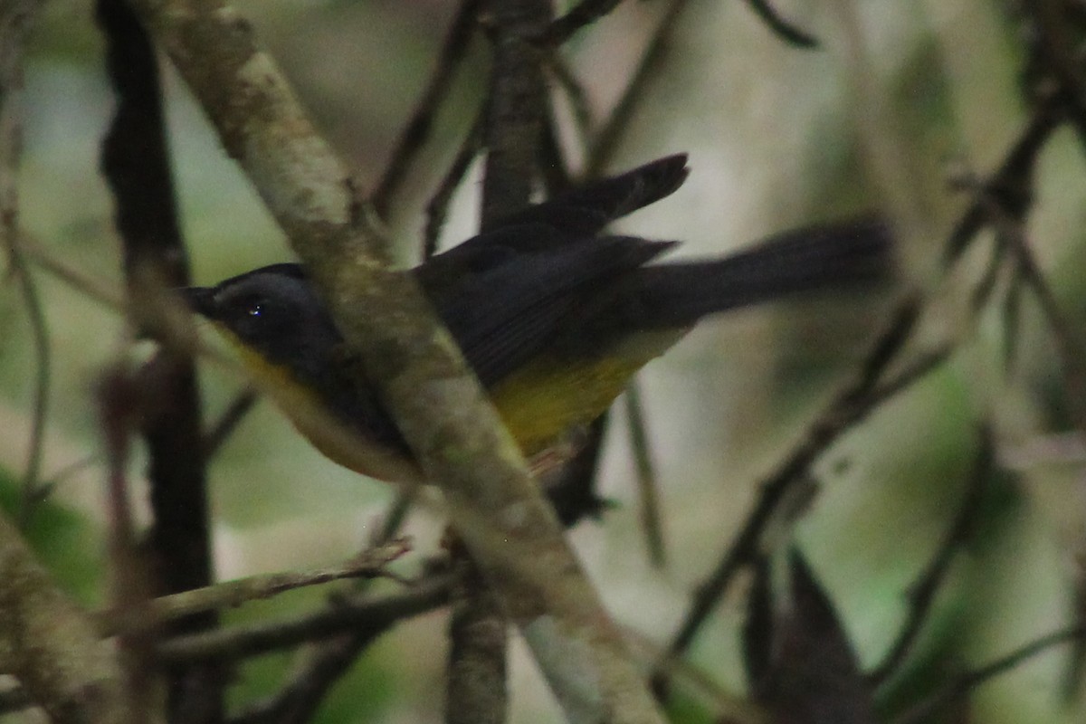 Gray-and-gold Warbler - ML519914751