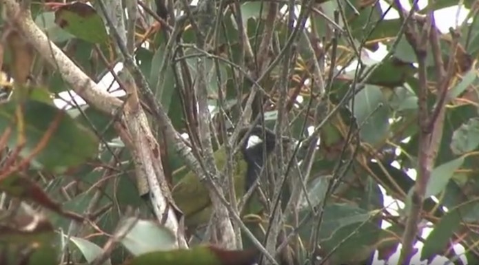 White-eared Honeyeater - ML519914801