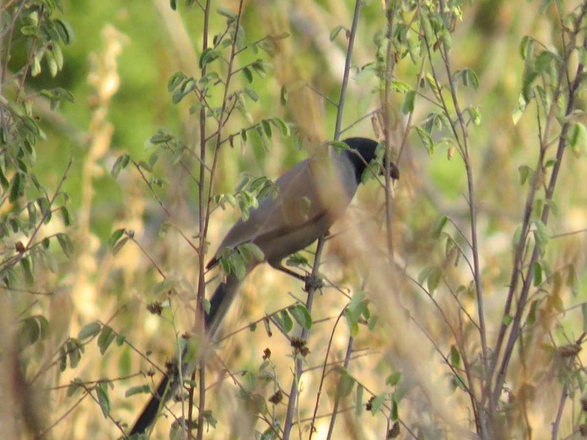 Hooded Treepie - ML519914881