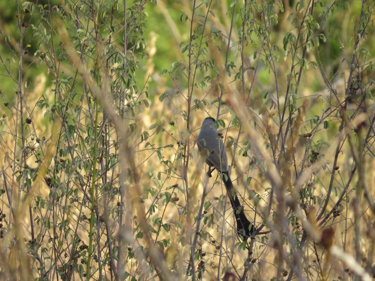 Hooded Treepie - Mick Mellor