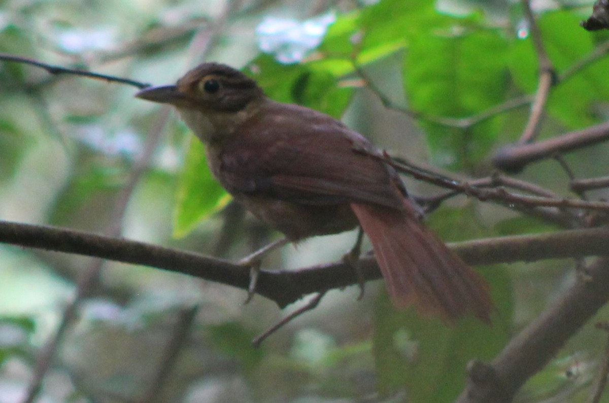 Ochre-throated Foliage-gleaner - ML519915101