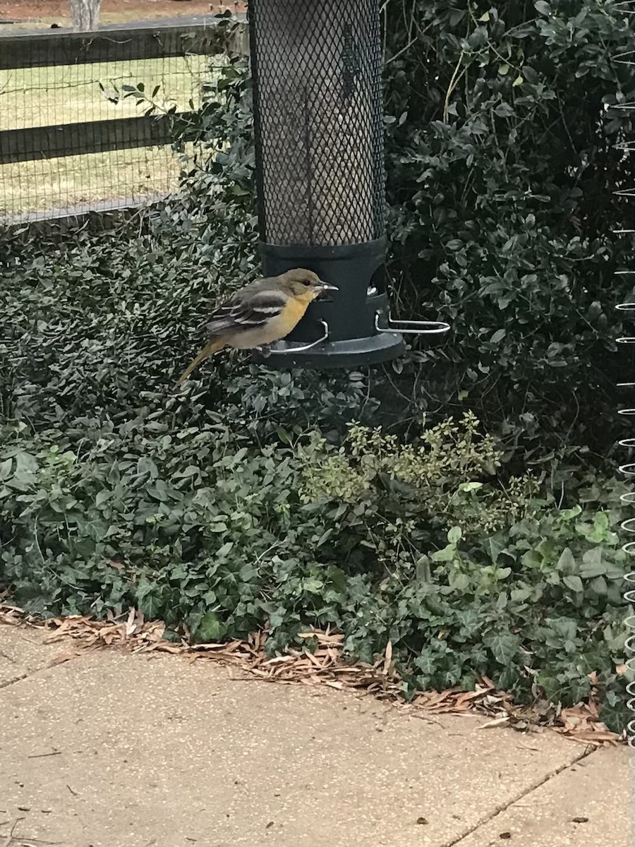 Baltimore Oriole - ML519915161