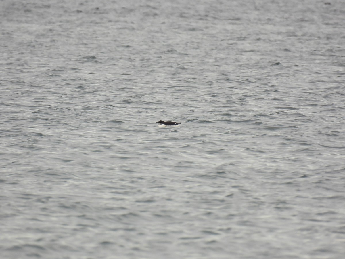 Thick-billed Murre - ML519915241