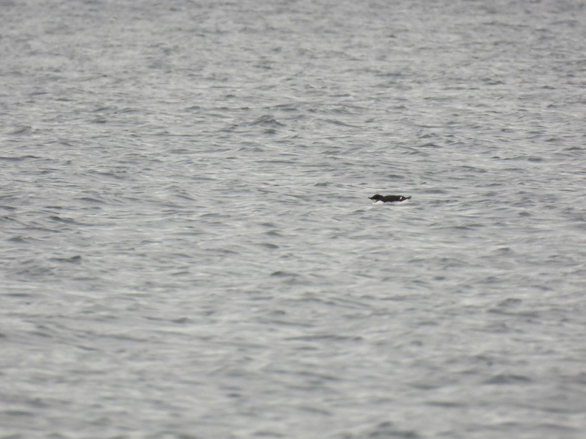 Thick-billed Murre - ML519915251