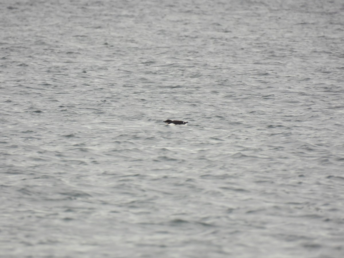 Thick-billed Murre - ML519915301