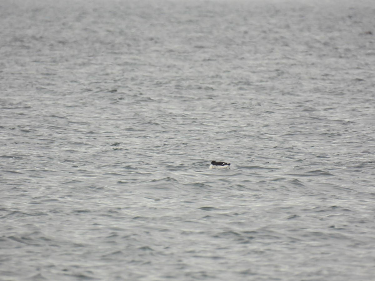 Thick-billed Murre - ML519915311