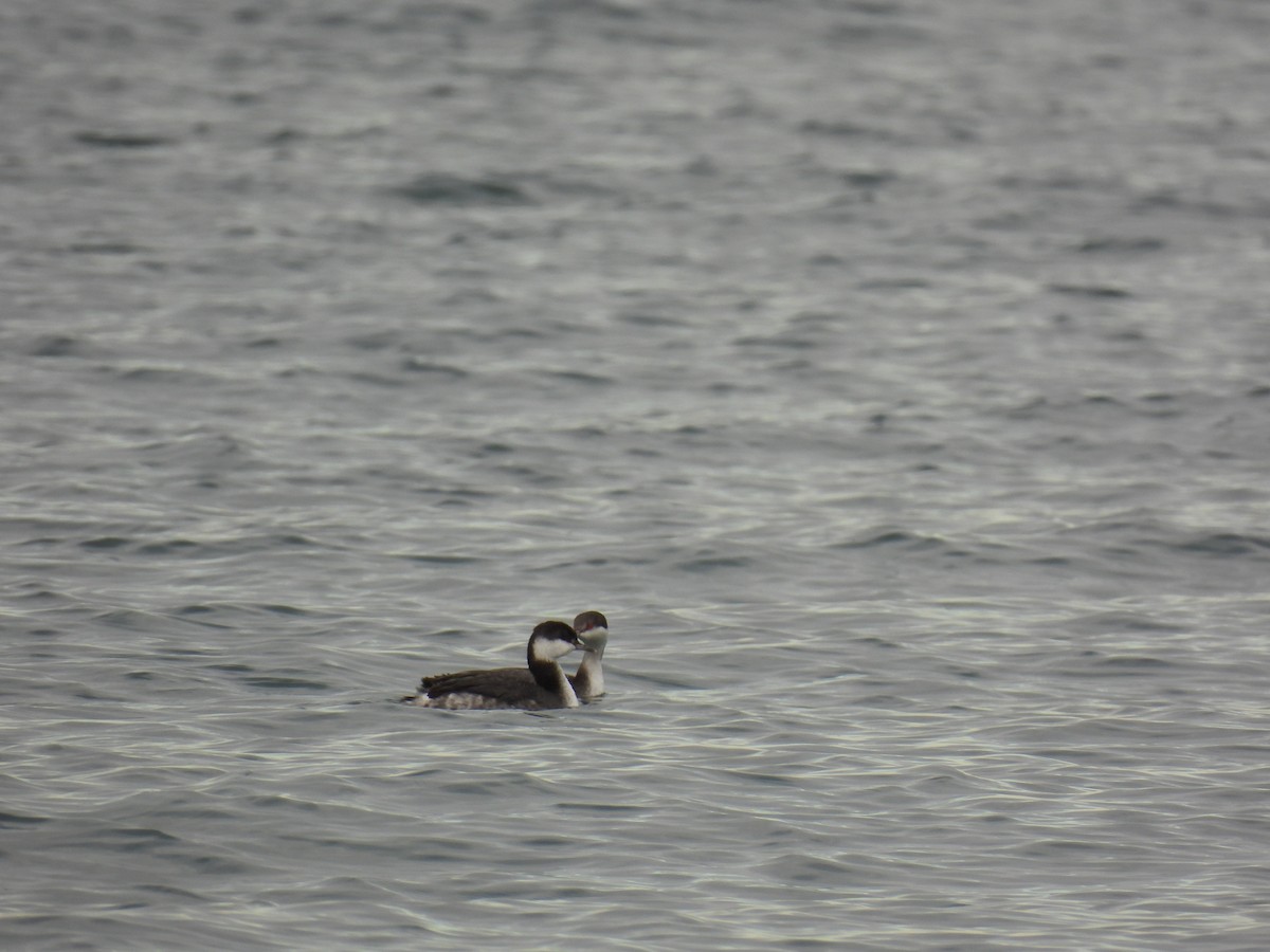 Horned Grebe - ML519915521