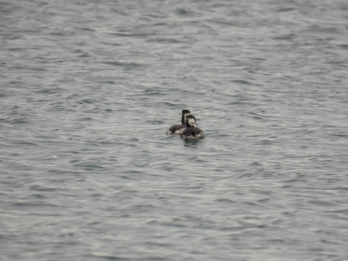 Horned Grebe - ML519915531